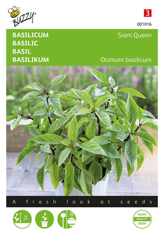Buzzy® Basilicum Siam Queen