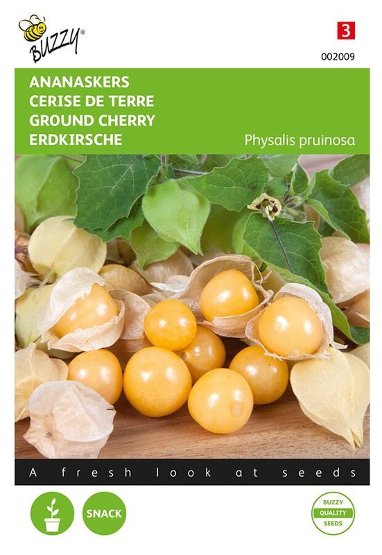 Buzzy® Ananaskers Physalis pruinosa