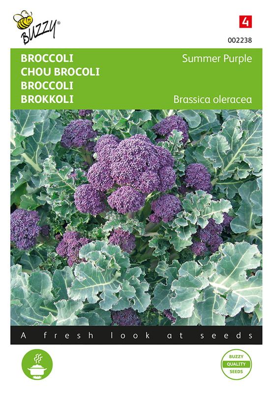 Buzzy® Broccoli Summer Purple