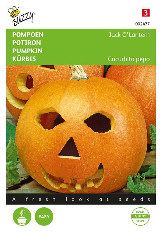Buzzy® Pompoenen Jack O'Lantern (Cucub.Pepo)