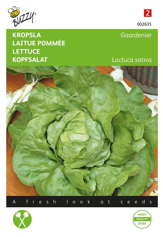 Buzzy® Laitue pommée Gaardenier, zeer laatschietend