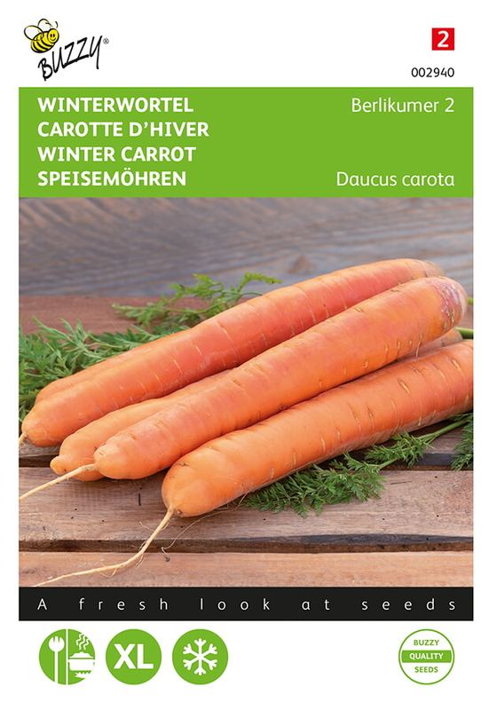 Buzzy® Winterwortel Berlikumer 2