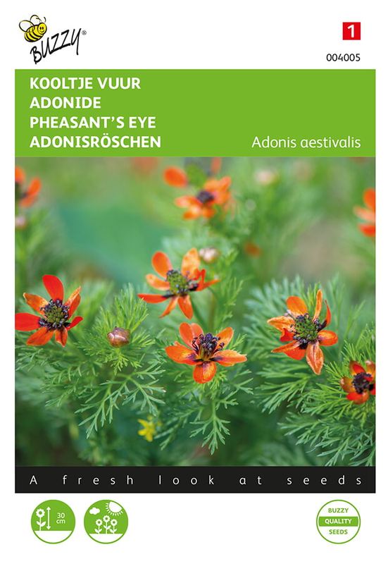Buzzy® Adonis, Kooltje Vuur roodbloeiend