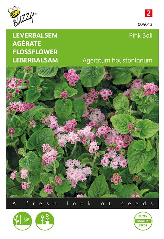 Buzzy® Ageratum houstonianum Pink Ball