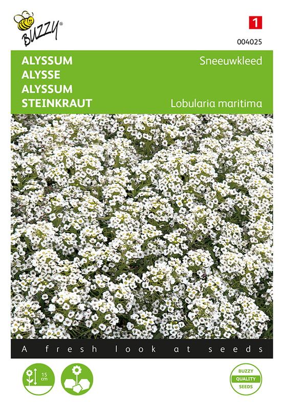 Buzzy® Alyssum Sneeuwkleed