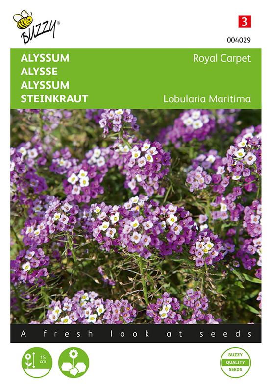 Buzzy® Alyssum Royal Carpet