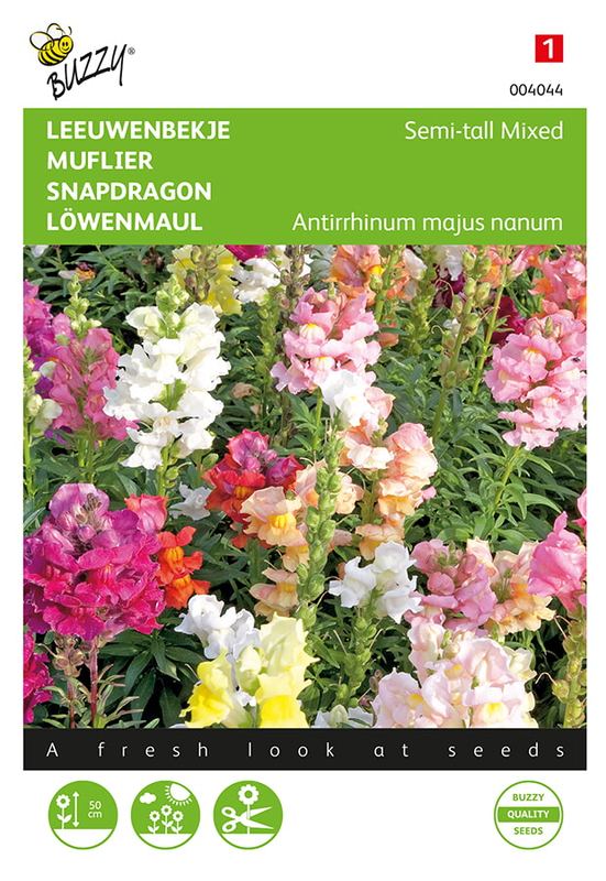 Buzzy® Antirrhinum, Leeuwenbekje half-hoog gemengd