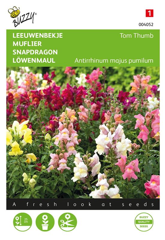 Buzzy® Antirrhinum, Leeuwenbekje Tom Thumb gemengd