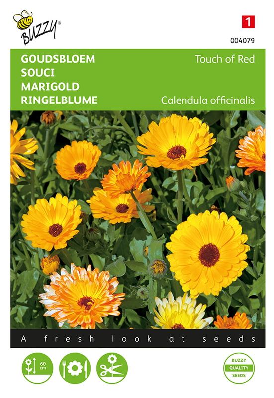 Buzzy® Calendula, Goudsbloem Touch of Red
