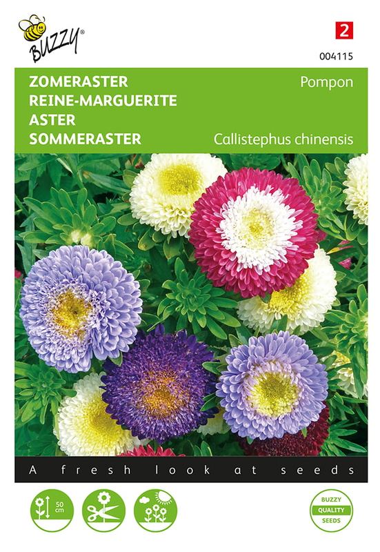 Buzzy® Callistephus, Zomeraster Pompon gemengd