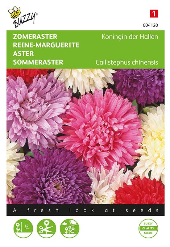 Buzzy® Callistephus, Zomeraster Koningin der Hallen gemengd