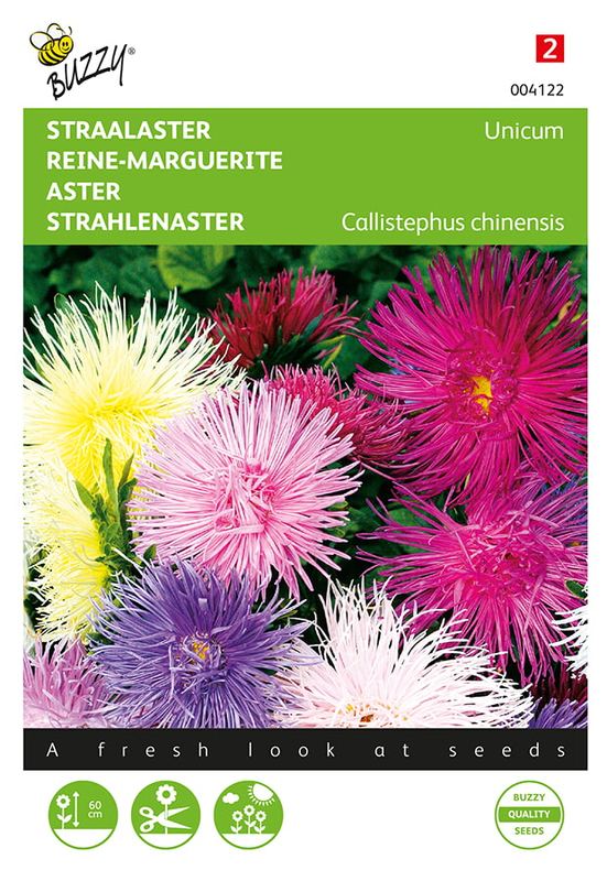 Buzzy® Callistephus, Straalaster Unicum, gemengd