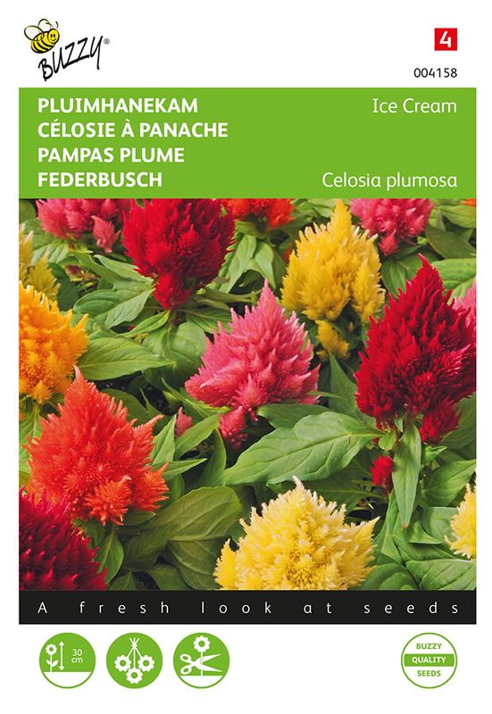 Buzzy® Celosia, Pluimhanekam Ice Cream mélangé