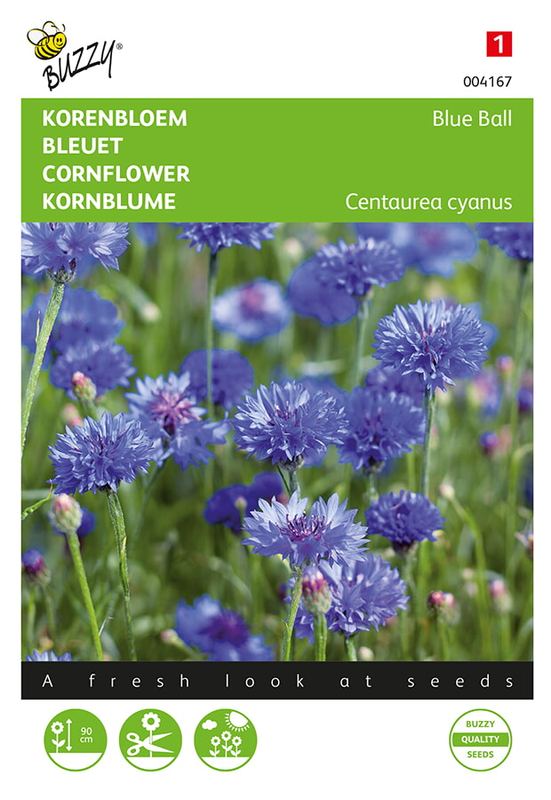 Buzzy® Centaurea, Korenbloem Blue Ball dubbelbloemig