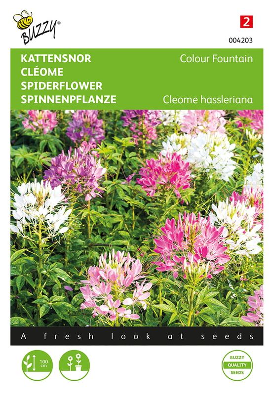 Buzzy® Cleome spinosa Colour Fountain Mixed