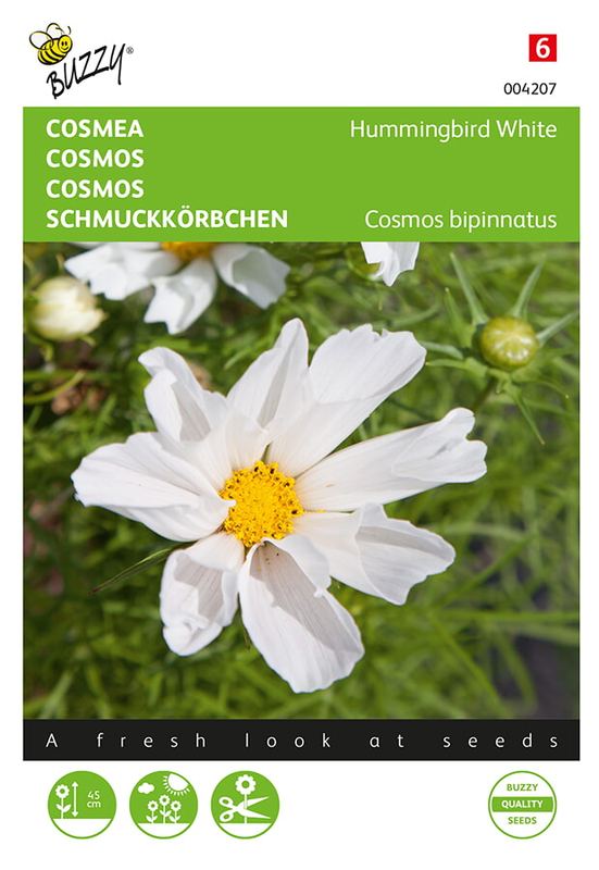 Buzzy® Cosmos, Cosmea Hummingbird White