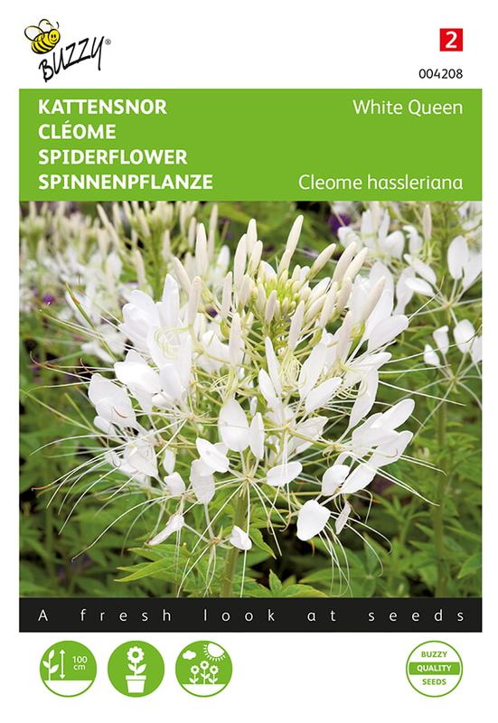 Buzzy® Cleome hassleriana White Queen