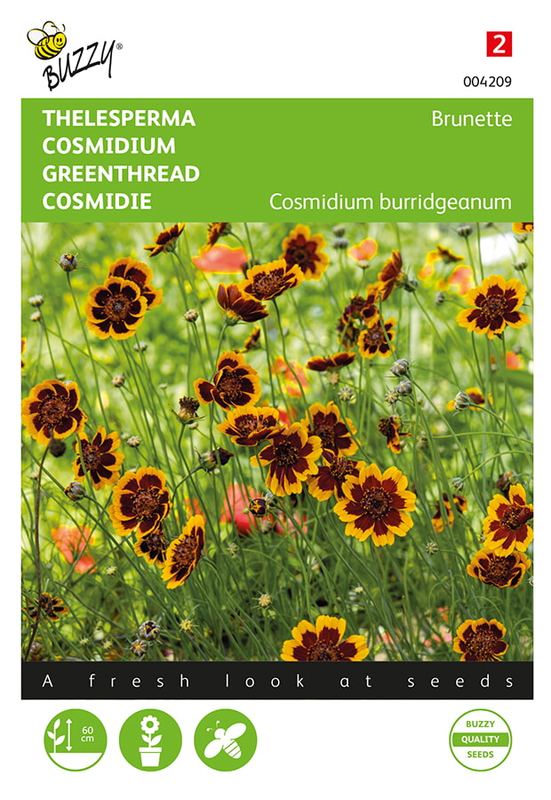 Buzzy® Cosmidium burridgeanum Brunette