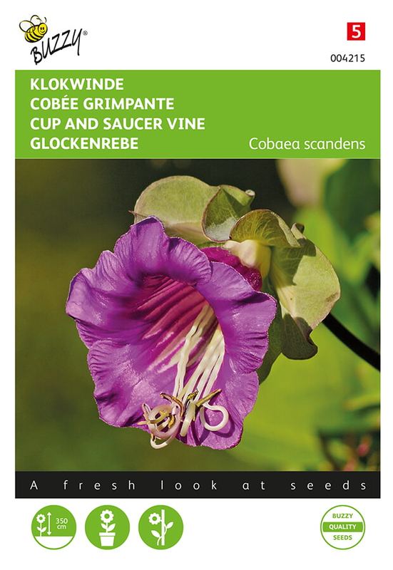 Buzzy® Cobaea, Klokwinde Violetblauw