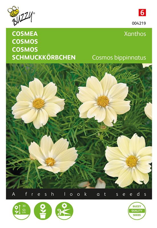 Buzzy® Cosmos bippinatus Xanthos (FSN)
