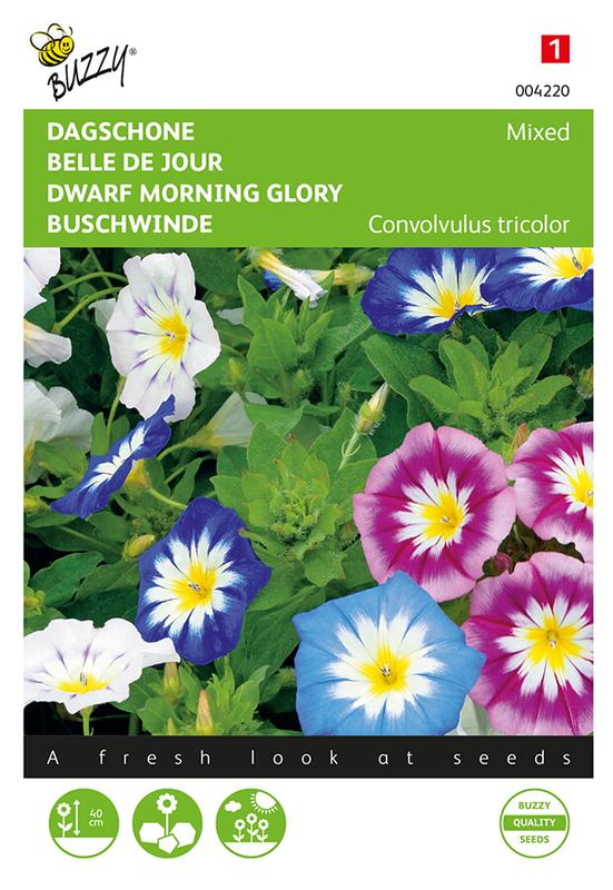 Buzzy® Convolvulus, Dagschone gemengd