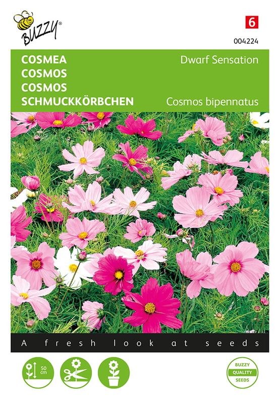 Buzzy® Cosmos, Cosmea Sonata gemengd