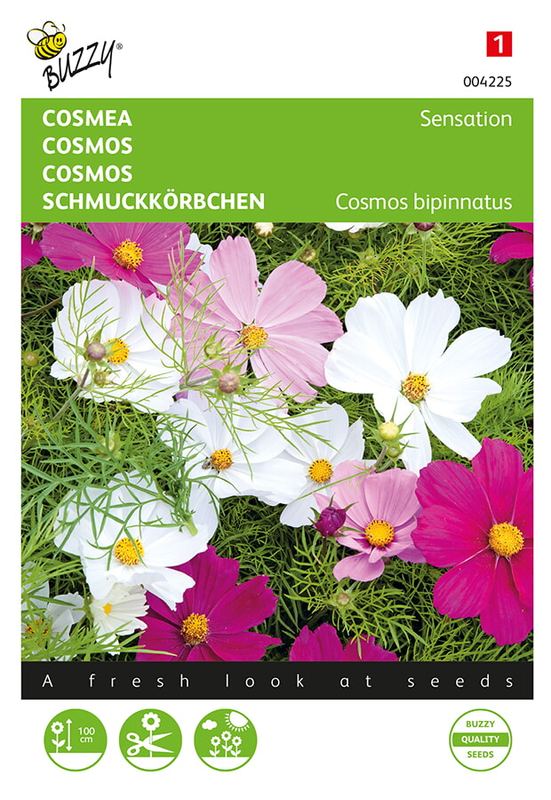 Buzzy® Cosmos, Cosmea Sensation mélangé