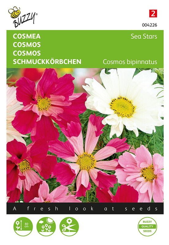 Buzzy® Cosmos, Cosmea Sea Stars mélangé
