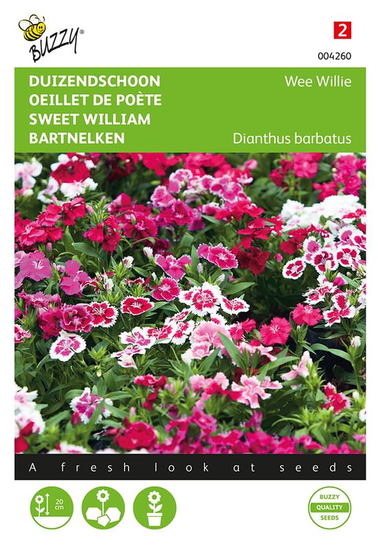 Buzzy® Dianthus, Duizendschoon Wee Willie mélangé
