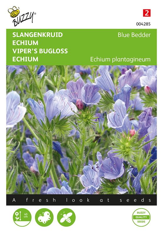 Buzzy® Echium, Slangenkruid Blue Bedder