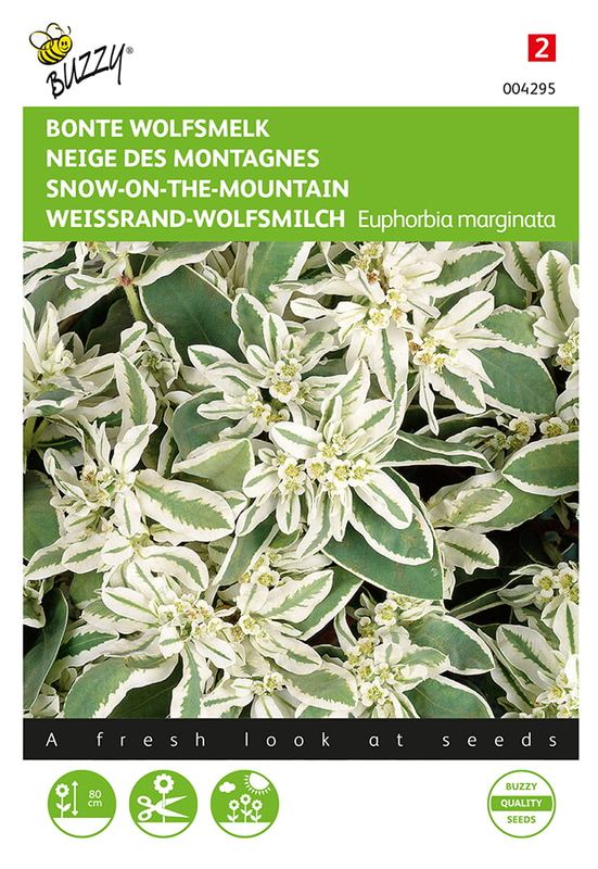 Buzzy® Euphorbia marginata Snow On The Mountain