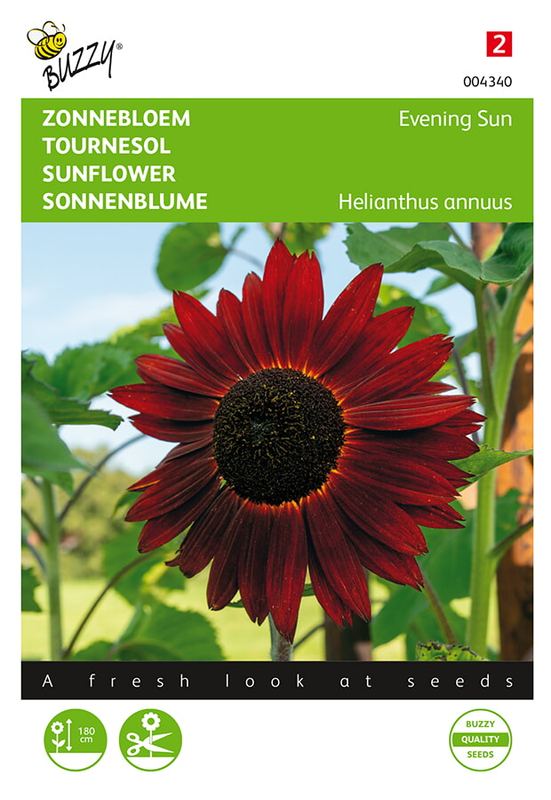 Buzzy® Helianthus, Zonnebloem Avondzon