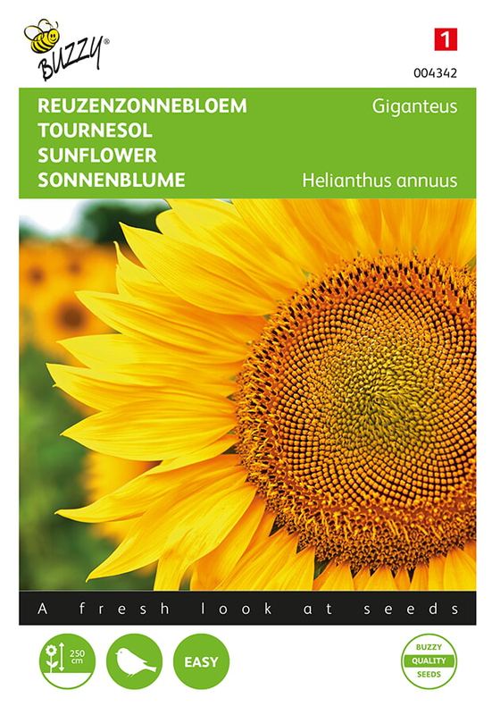 Buzzy® Helianthus, Reuzenzonnebloem Giganteus