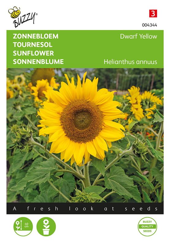 Buzzy® Helianthus, nain Tournesol Yellow