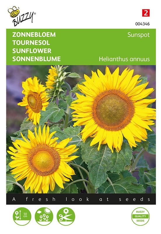 Buzzy® Helianthus, lage zonnebloem Sunspot geel
