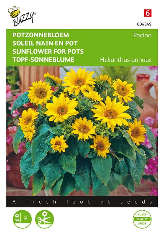 Buzzy® Helianthus, lage Potzonnebloem Pacino