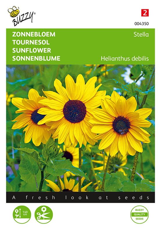 Buzzy® Helianthus, Zonnebloem Stella kleinbloemig