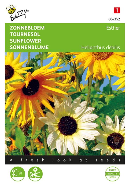 Buzzy® Helianthus, Zonnebloem gemengd