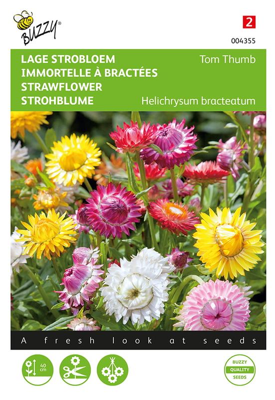 Buzzy® Helichrysum, lage Strobloem Tom Thumb