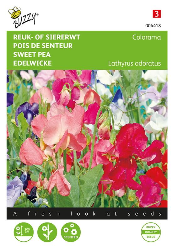 Buzzy® Lathyrus, Reuk- of siererwt Colorama