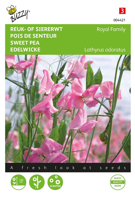 Buzzy® Lathyrus, Reuk- of siererwt Royal Family roze