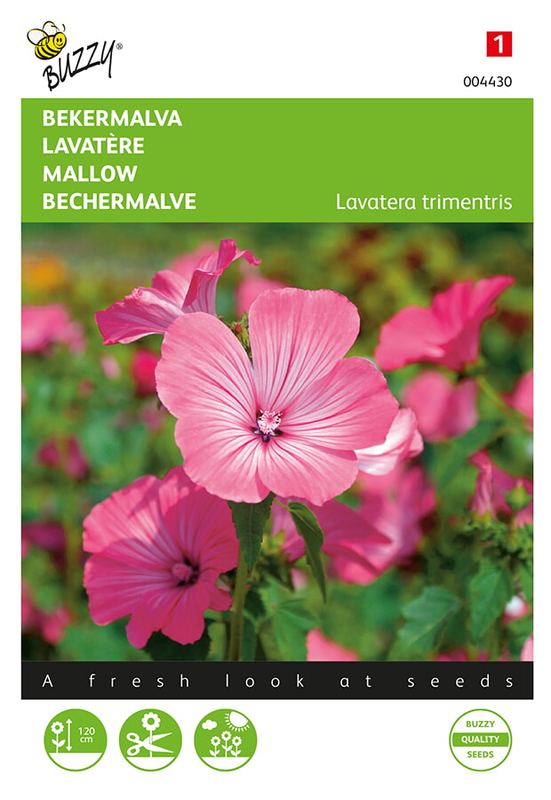 Buzzy® Lavatera, Bekermalva Roze/Rood