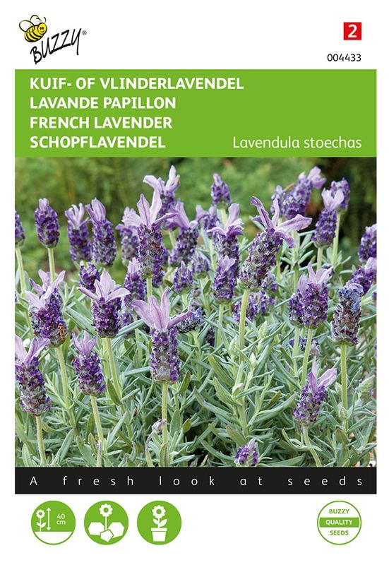 Buzzy® Lavandula, Kuif- of Vlinderlavendel