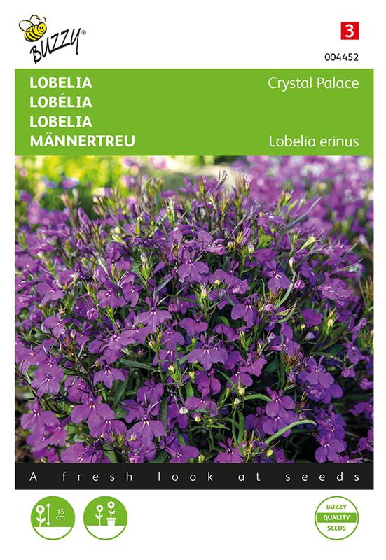 Buzzy® Lobelia Crystal Palace