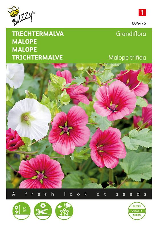 Buzzy® Malope, Trechtermalva Grandiflora gemengd