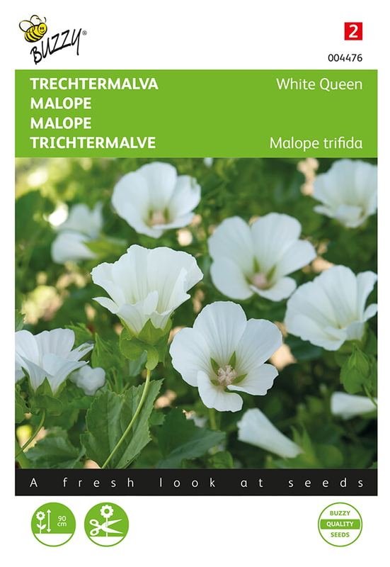 Buzzy® Malope trifida White Queen