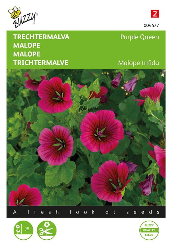Buzzy® Malope trifida Purple Queen