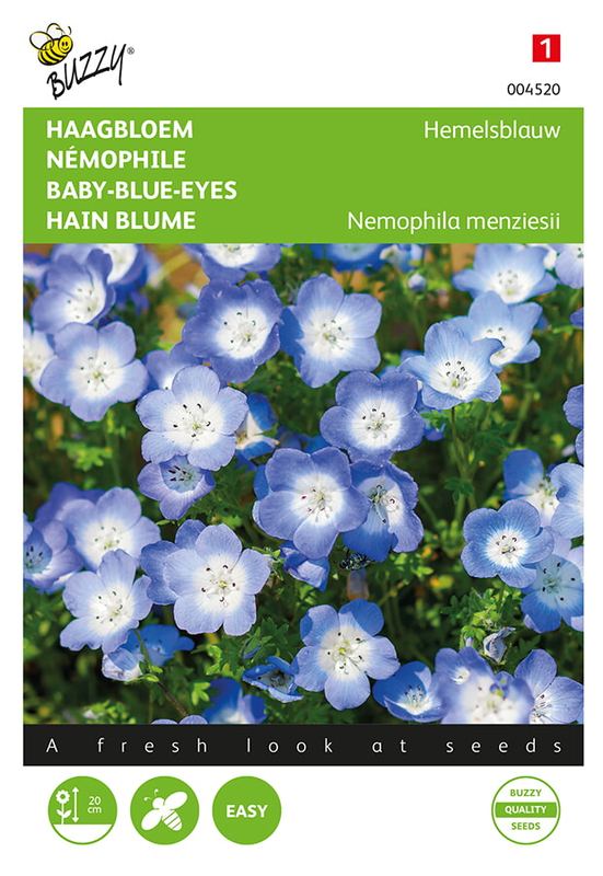 Buzzy® Nemophila, Haagbloem Hemelsblauw