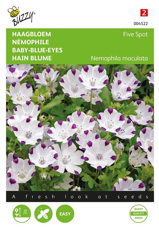 Buzzy® Nemophila, Haagbloem Five spot