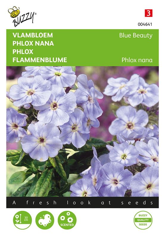 Buzzy® Phlox nana Compacta Blue Beauty